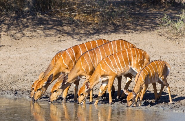A group of Nyala (Tragelaphus angasii) females and a young fawn drinking at a waterhole in Hluhluwe Game Reserve, South Africa